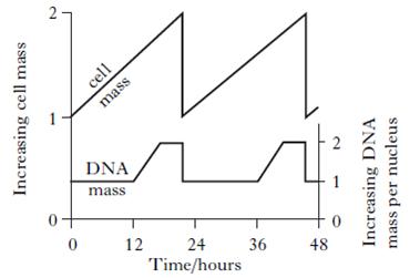 Mass of dna per cell