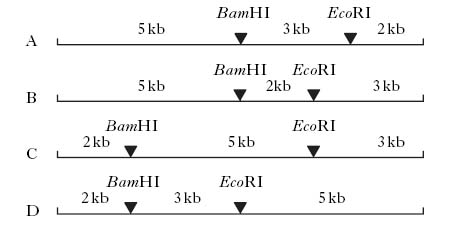 AH2009MCQ12A.jpg