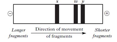 AH2010MCQ13A.jpg