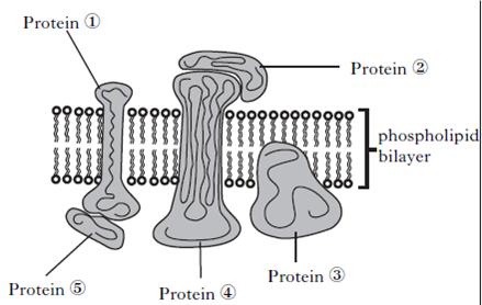 AH2010MCQ7.jpg